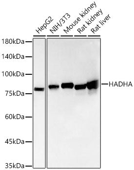 [KO Validated] HADHA Rabbit mAb