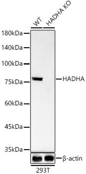 [KO Validated] HADHA Rabbit mAb