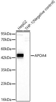 APOA4 Rabbit mAb