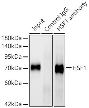 HSF1 Rabbit mAb
