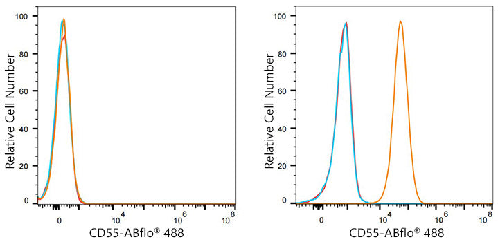 ABflo® 488 Rabbit anti-Mouse/Human CD55 mAb