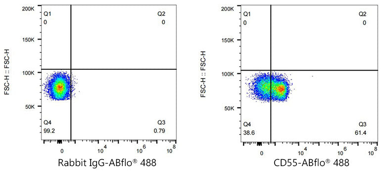 ABflo® 488 Rabbit anti-Mouse/Human CD55 mAb