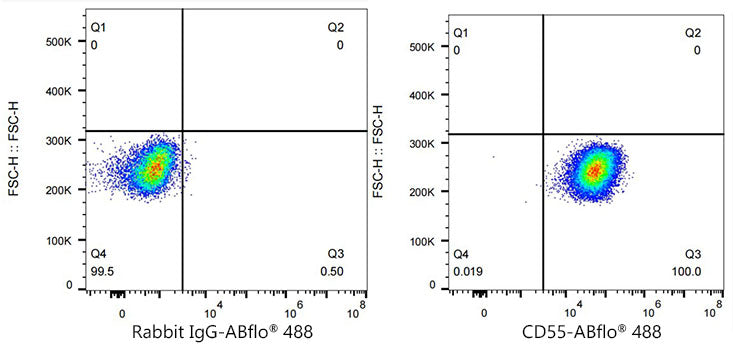 ABflo® 488 Rabbit anti-Mouse/Human CD55 mAb