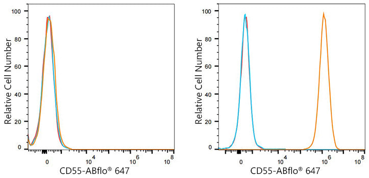ABflo® 647 Rabbit anti-Mouse/Human CD55 mAb
