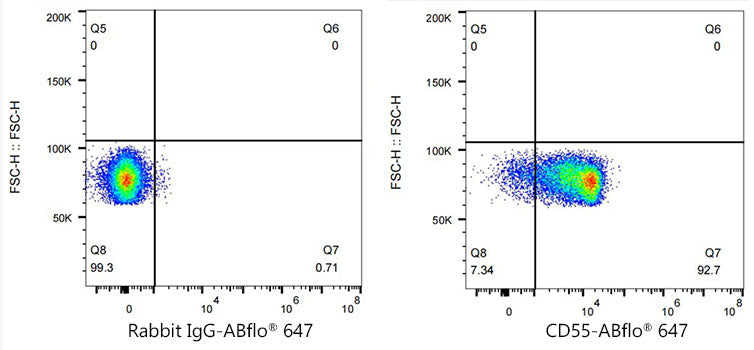ABflo® 647 Rabbit anti-Mouse/Human CD55 mAb