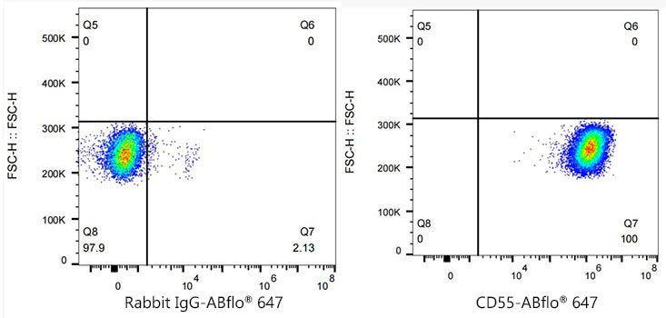 ABflo® 647 Rabbit anti-Mouse/Human CD55 mAb