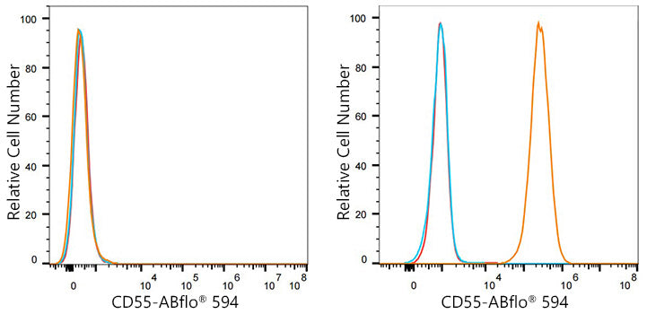 ABflo® 594 Rabbit anti-Mouse/Human CD55 mAb