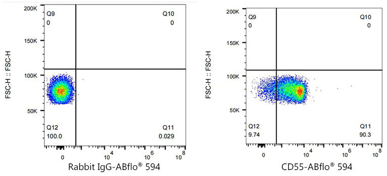 ABflo® 594 Rabbit anti-Mouse/Human CD55 mAb