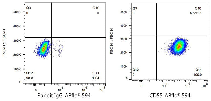 ABflo® 594 Rabbit anti-Mouse/Human CD55 mAb