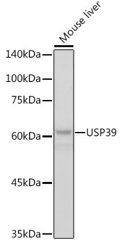 USP39 Rabbit mAb