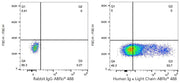 ABflo® 488 Rabbit anti-Human Ig κ Light Chain mAb