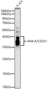 JAM-A/CD321 Rabbit pAb