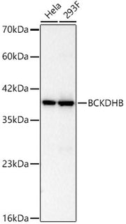 BCKDHB Rabbit mAb