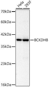 BCKDHB Rabbit mAb
