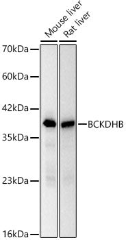 BCKDHB Rabbit mAb