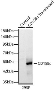 KIR2DL4 Rabbit mAb