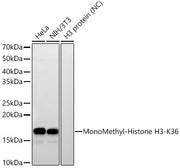 MonoMethyl-Histone H3-K36 Rabbit mAb