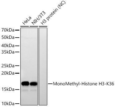 MonoMethyl-Histone H3-K36 Rabbit mAb