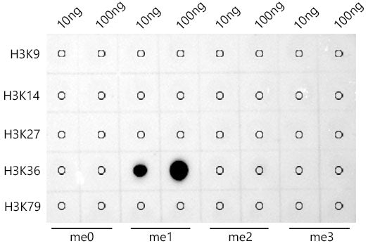 MonoMethyl-Histone H3-K36 Rabbit mAb