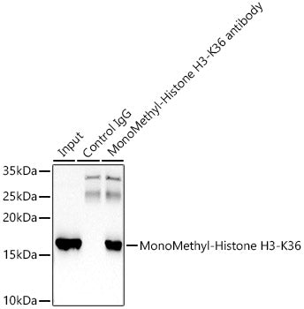 MonoMethyl-Histone H3-K36 Rabbit mAb