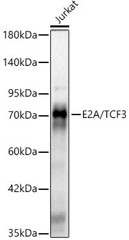 E2A/TCF3 Rabbit mAb