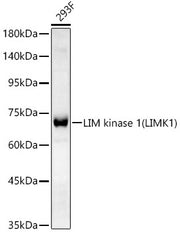 LIM kinase 1(LIMK1) Rabbit mAb