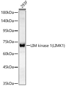LIM kinase 1(LIMK1) Rabbit mAb