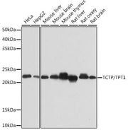 TCTP/TPT1 Rabbit mAb