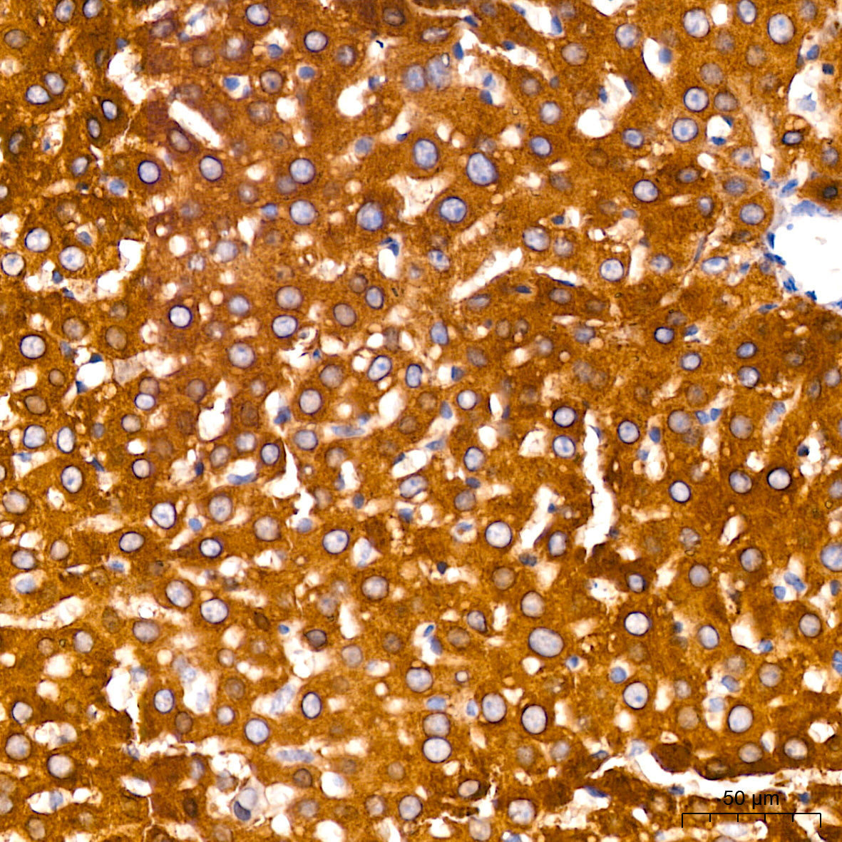 RAB5A Rabbit mAb