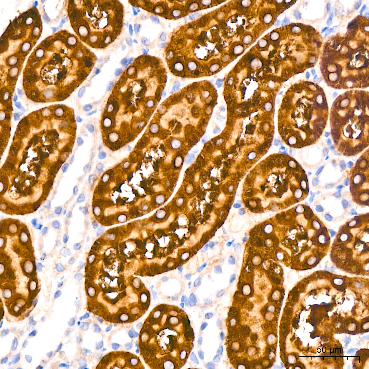 RAB5A Rabbit mAb