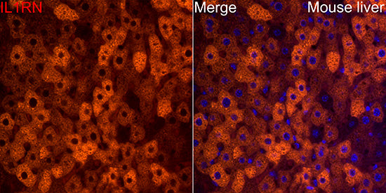 IL-1RA Rabbit mAb