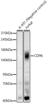 CD96 Rabbit mAb
