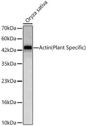 Actin(Plant Specific) Rabbit mAb