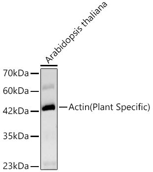 Actin(Plant Specific) Rabbit mAb