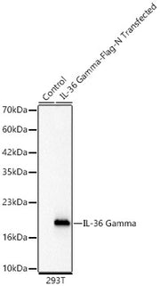 IL-36 Gamma Rabbit mAb