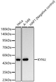 KYNU Rabbit mAb