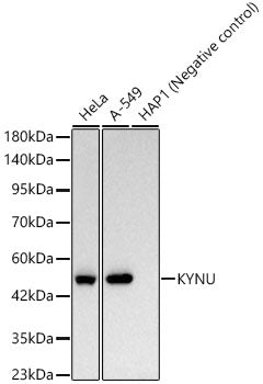 KYNU Rabbit mAb