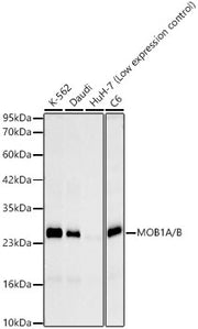 MOB1A/B Rabbit mAb