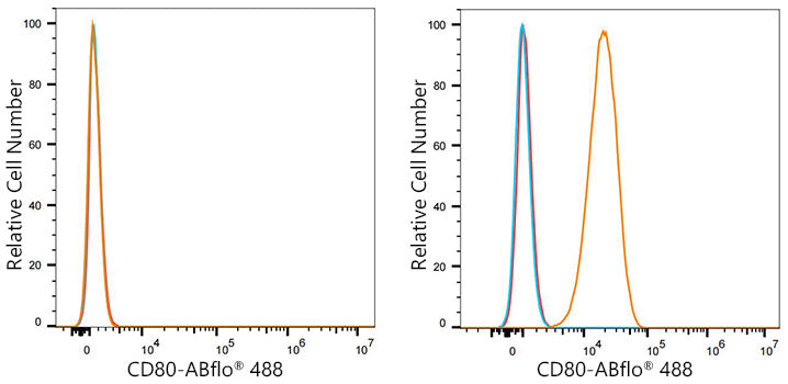 ABflo® 488 Rabbit anti-Mouse CD80 mAb