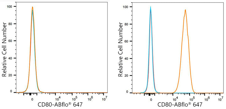 ABflo® 647 Rabbit anti-Mouse CD80 mAb