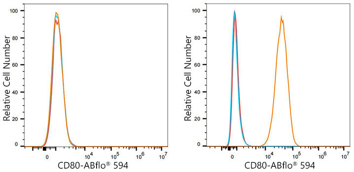 ABflo® 594 Rabbit anti-Mouse CD80 mAb