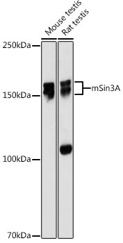 mSin3A Rabbit mAb