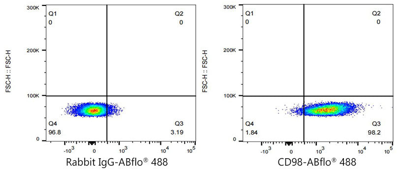 ABflo® 488 Rabbit anti-Mouse CD98 mAb