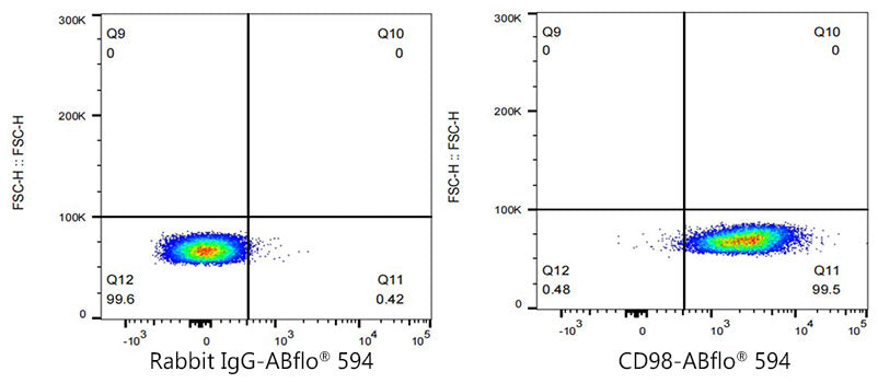 ABflo® 594 Rabbit anti-Mouse CD98 mAb