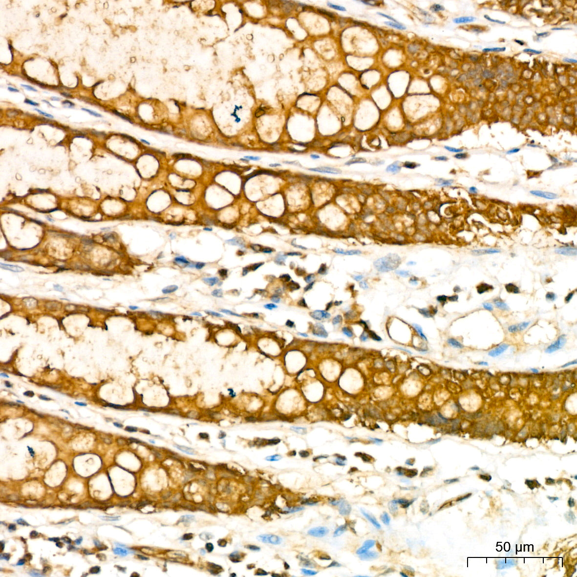 [KD Validated] RAB27A Rabbit mAb