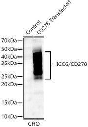 ICOS/CD278 Rabbit mAb