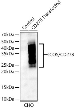 ICOS/CD278 Rabbit mAb