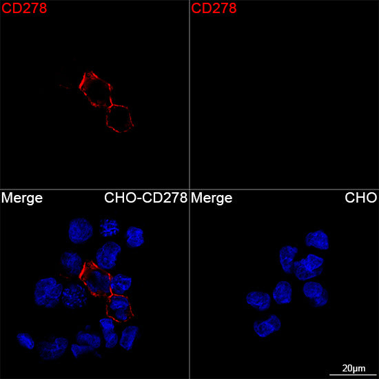 ICOS/CD278 Rabbit mAb
