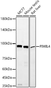 PIWIL4 Rabbit mAb