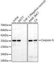 Caspase-6 Rabbit mAb